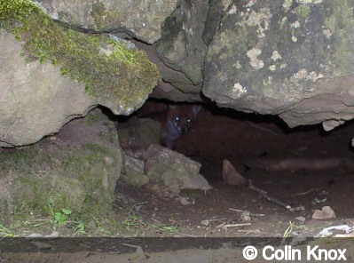 Entrance of Fox Cub Cave