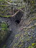 Northcliffe Sough Mine / Original adit entrance, now collapsed - do not enter. Pipe entrance is above this, through the trees.